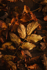 Fall leaves backdrop, top view on arranged textured leaves on park bench