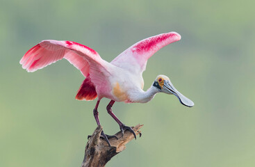 Roseate spoonbill - Powered by Adobe