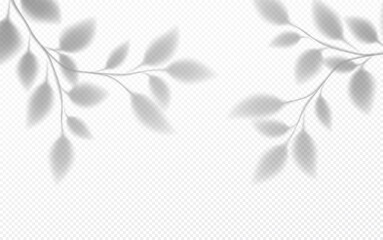 Realistic transparent shadow of a tree branch with leaves isolated on a transparent background. Vector illustration