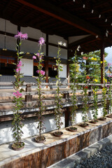 秋の大覚寺　宸殿の嵯峨菊　京都市右京区嵯峨