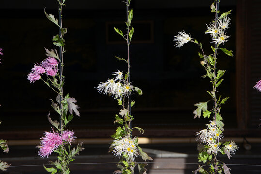 嵯峨菊 Images Browse Stock Photos Vectors And Video Adobe Stock