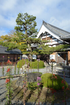 嵯峨菊 Images Browse Stock Photos Vectors And Video Adobe Stock