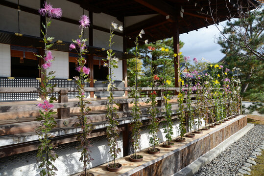 嵯峨菊 Images Browse Stock Photos Vectors And Video Adobe Stock