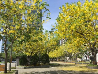 Golden Shower Tree
