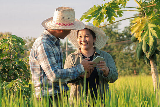 Happy Asian farmer couple using digital tablet monitoring and managing rice field and organic farm. Modern technology smart farming agriculture and sustainability concepts.
