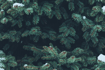 Fototapeta premium Beautiful Christmas Background with green fir tree brunch close up. Copy space, trendy moody dark toned design for seasonal quotes. Vintage December wallpaper. Natural winter holiday forest backdrop