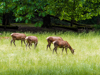 (Cervus elaphus) Troupeau de cerfs élaphes broutant dans une zone de bois clair