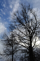 Fototapeta na wymiar Black silhouettes of trees on the background of beautiful sky