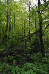Landscape of wild forest with fallen tree in summer