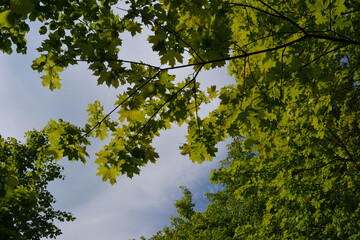 Branch of maple tree with fresh green leaves on the background of sky in summer day
