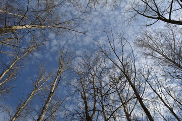 Fototapeta na wymiar Treetops of poplar and birch trees on the background of spring sky. View from below.
