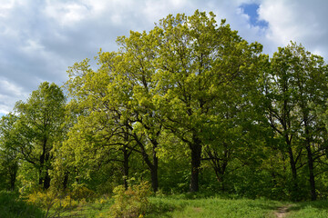 Fototapeta na wymiar Edge of forest with green oak trees in the beginning of summer