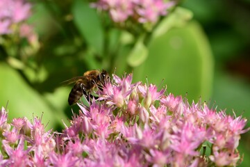 Pszczoła miodna (Apis mellifera) na baldachach rozchodnika okazałego ‘Brillant’ - obrazy, fototapety, plakaty