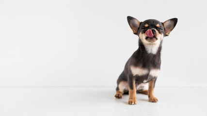 small dog, Chihuahua puppy licks its lips of delicious food with closed eyes. animal on white background, copy space, text, banner - obrazy, fototapety, plakaty