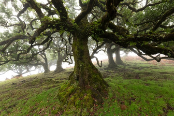 Fototapeta na wymiar Fanal Forest is a magical fairytale forest and sight attraction on Madeira Island Portugal. Clouds and Fog in the amongst the 600 year old Laurisilva trees create a mystic green, dewy atmosphere.