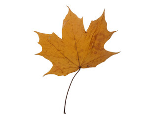 yellow maple leaf on a white background. autumn