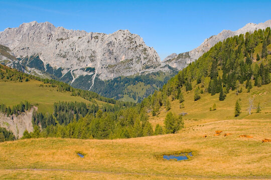 Laghi di Festons alpine meadow on Sella Festons near Sauris di Sopra, Udine Province, Friuli-Venezia Giulia, north east Italy. Used as a summer pasture for dairy cows
