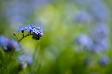 Polska łąka wiosną, kwitnące niezapominajki, niebieskie kwiaty na zielonym tle.