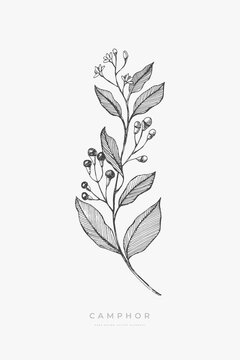 Camphor. Hand-drawn flower, illustration. Botanical retro image for a floral background. Design element for postcard, poster, cover, invitation.