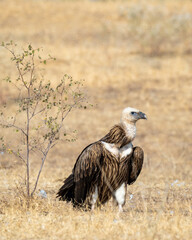 Himalayan vulture or Gyps himalayensis or Himalayan griffon vulture or raptor during winter migration in india