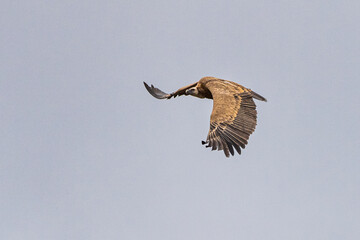 Griffon vulture, Gyps fulvus in Monfrague National Park. Extremadura, Spain