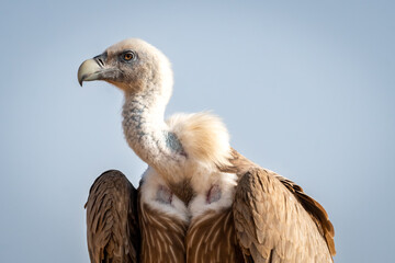 Griffon vulture or Eurasian Griffon or Gyps fulvus closeup or portrait perched on tree during winter migration at desert national park jaisalmer Rajasthan India