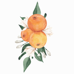 Watercolor citrus bouquet with orange blossom and green leaves on white background