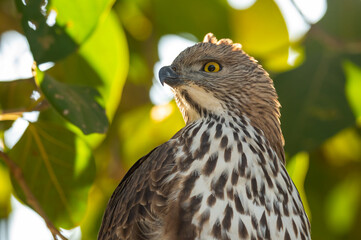 changeable or crested hawk eagle portrait perched on tree in natural green background at jim corbett national park or forest reserve uttarakhand india - nisaetus cirrhatus