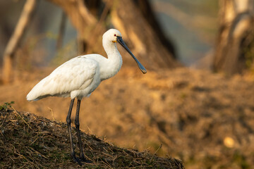 Eurasian spoonbill or common spoonbill bird closeup in golden hour light at keoladeo national park or bharatpur bird sanctuary rajasthan india - Platalea leucorodia