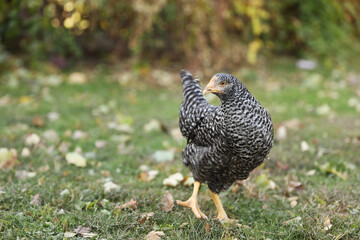 Beautiful chicken in yard on farm. Domestic animal
