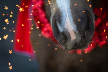 Pferdenase © Petra Fischer