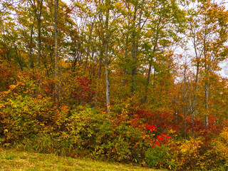 Autumn leaves in a mountain (Zao, Yamagata, Japan)