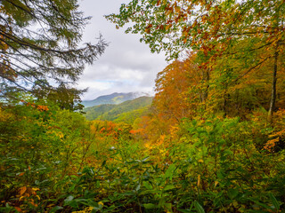 Fototapeta premium Autumn leaves in a mountain (Zao, Yamagata, Japan)