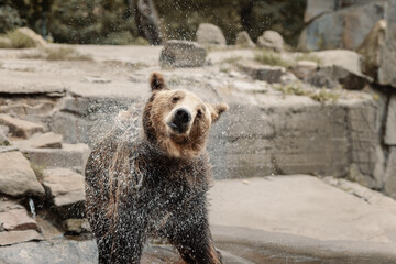 A brown bear shakes off the water. The bear in the zoo swimming in water on a hot summer day 