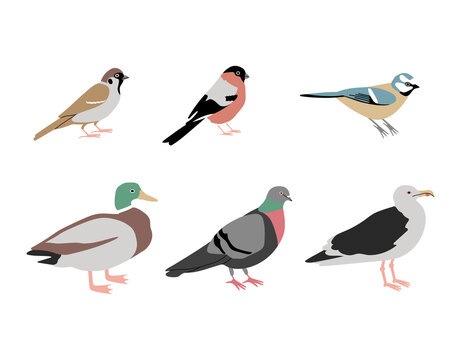 Vector color hand drawn city birds illustration set. Bullfinch, duck, tit bird, pigeon, seagull and sparrow. Isolated on white background.