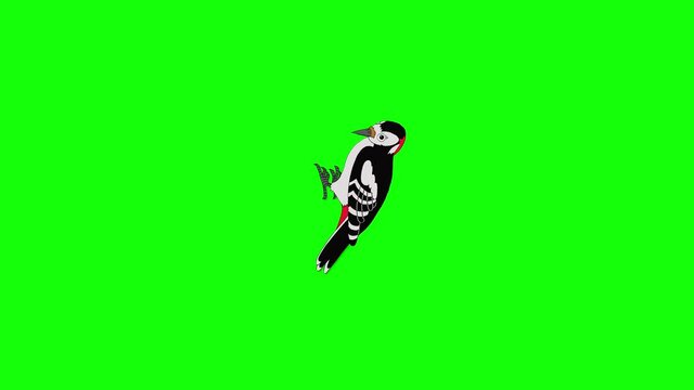 Woodpecker hollows a tree 4K chroma key