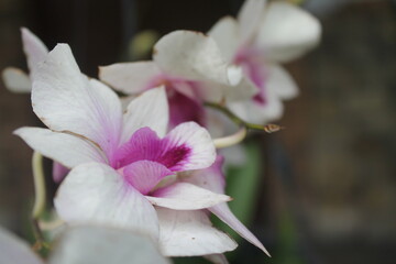 Fototapeta na wymiar Close up White orchid flower