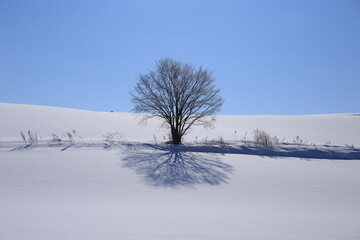 Fototapeta na wymiar 雪原に佇む一本の木と影
