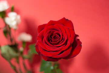 Single red rose against red floral background. Birthday present. Florist shop wallpaper.