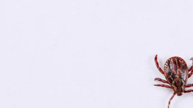 Adult tick crawling on a white background. Tick causing lyme desease and borreliosis.