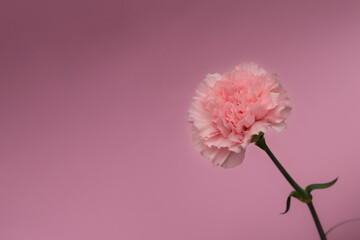Delicate pink carnation flower. Purple modern elegant background. Valentine's day romantic present.	
