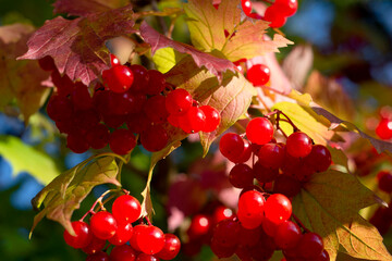  Viburnum branches with red berries and leaves against  blue sky in autumn on a sunny day