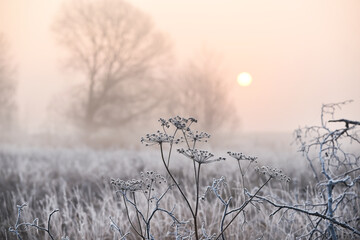 The grass is covered with white frost in the early morning. The shining of the sun in the fog. The transition from autumn to winter. Selective soft focus. 
