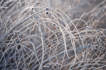 delicate openwork flowers in the frost. Gently lilac frosty natural winter background. Beautiful winter morning in the fresh air. Soft focus. 