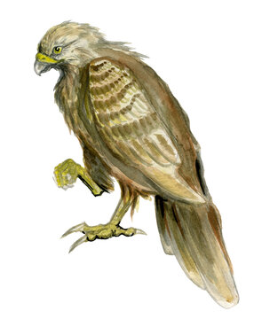 Watercolor drawing depicting a hawk. Bird of prey isolated on white background