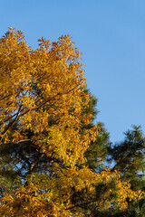 Fototapeta premium Autumn carved red oak. Huge crown oak with golden autumn leaves at sunset against background of Pitsunda pine branches. Selective focus. Landscaped garden with large trees. Nature concept for design.