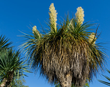 Blooming Nolina longifolia or Beaucarnea longifolia in Arboretum Park Southern Cultures in Sirius (Adler) Sochi. Exotic plant known as Mexican Grass Tree or Oaxacan Ponytail Palm