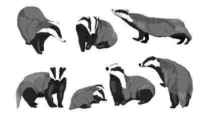 Realistic set of males, females and cubs of European badgers Meles meles in different poses. Forest wild animals of Europe. Vector animals - obrazy, fototapety, plakaty