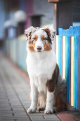 cute red merle australian shepherd puppy sitting near colorful fence