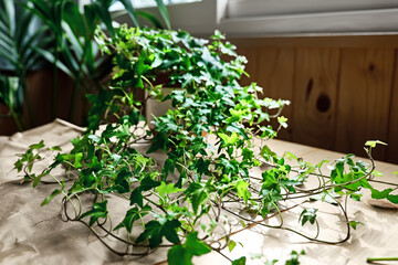 Green sprigs of common ivy, Hedera helix on the table with craft recycle paper. Care of climbing houseplant.